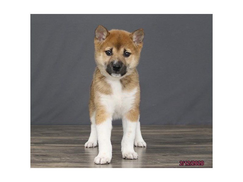 Shiba Inu