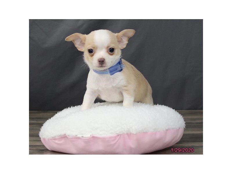 Chihuahua