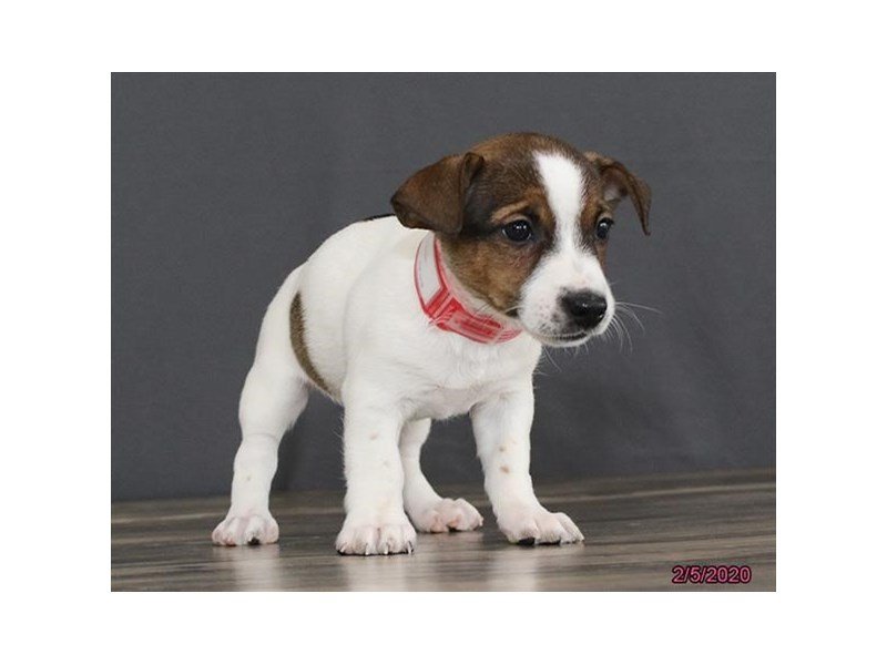 Jack Russell Terrier