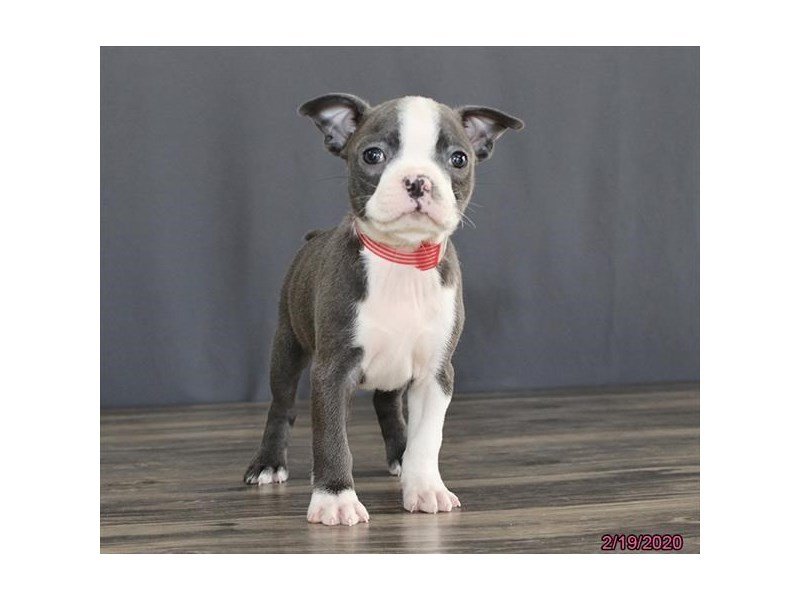 Boston Terrier