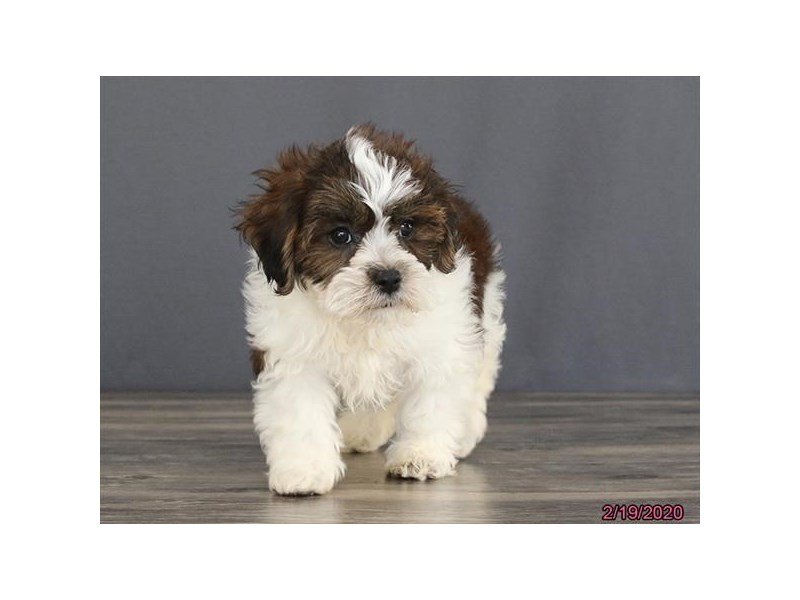 Lhasapoo