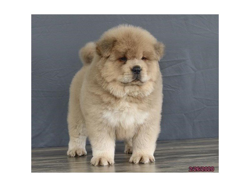chow chow fawn