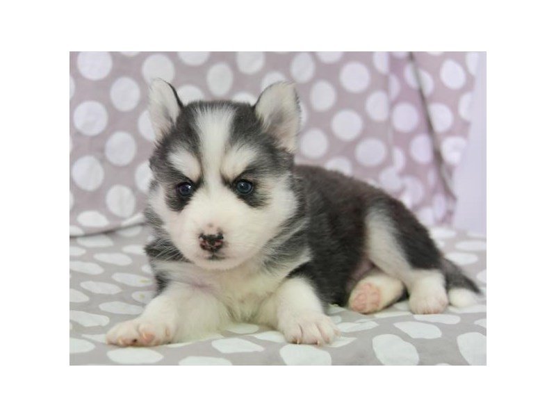 American husky puppy cheap
