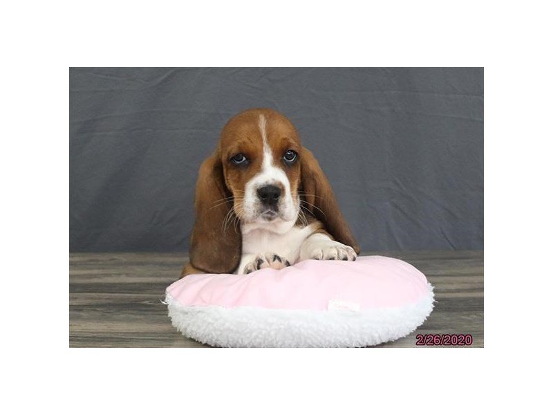 Basset Hound