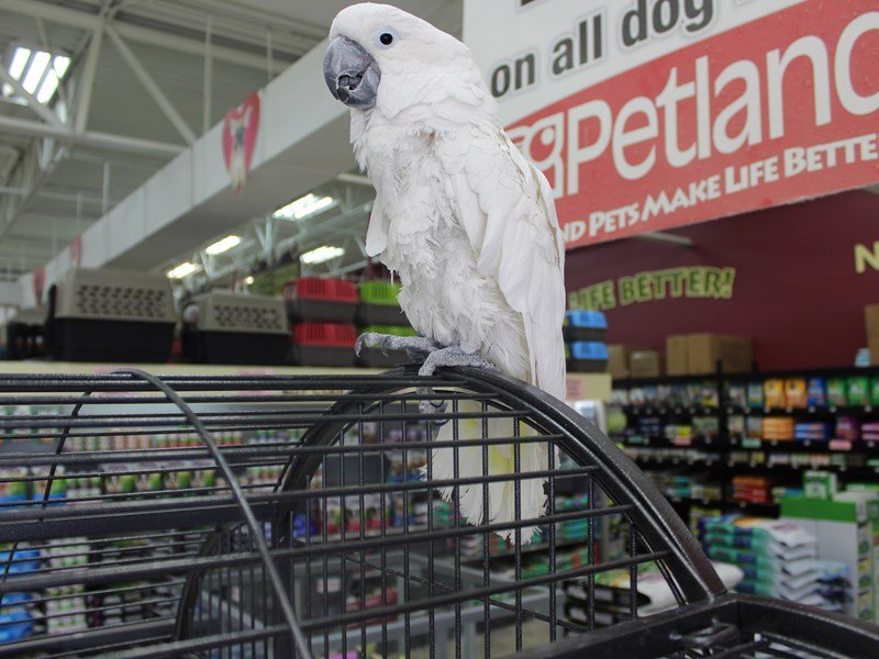 Umbrella Cockatoo