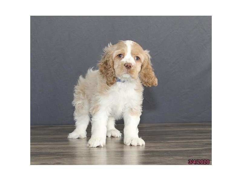 Cocker Spaniel