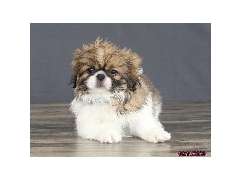 Pekingese
