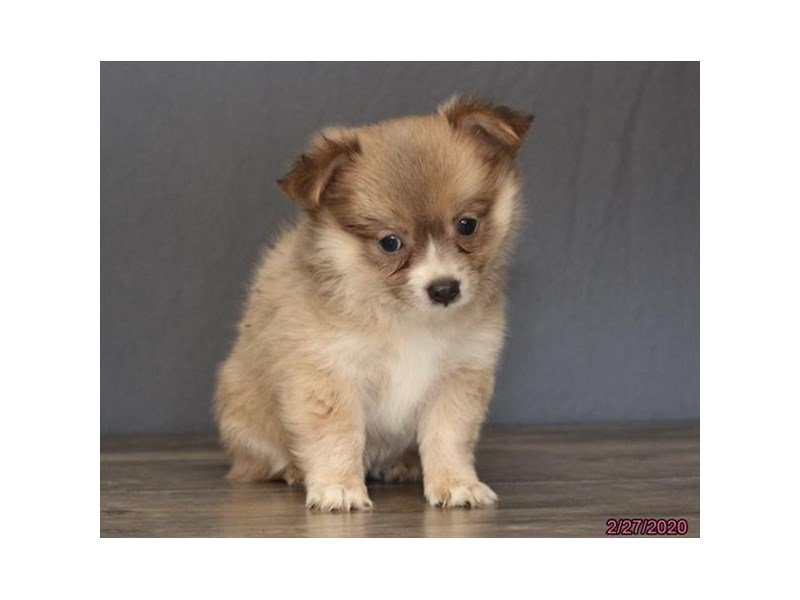 Chihuahua