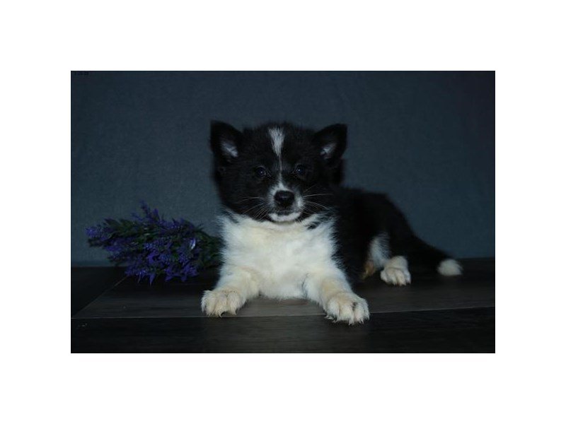 Pomsky