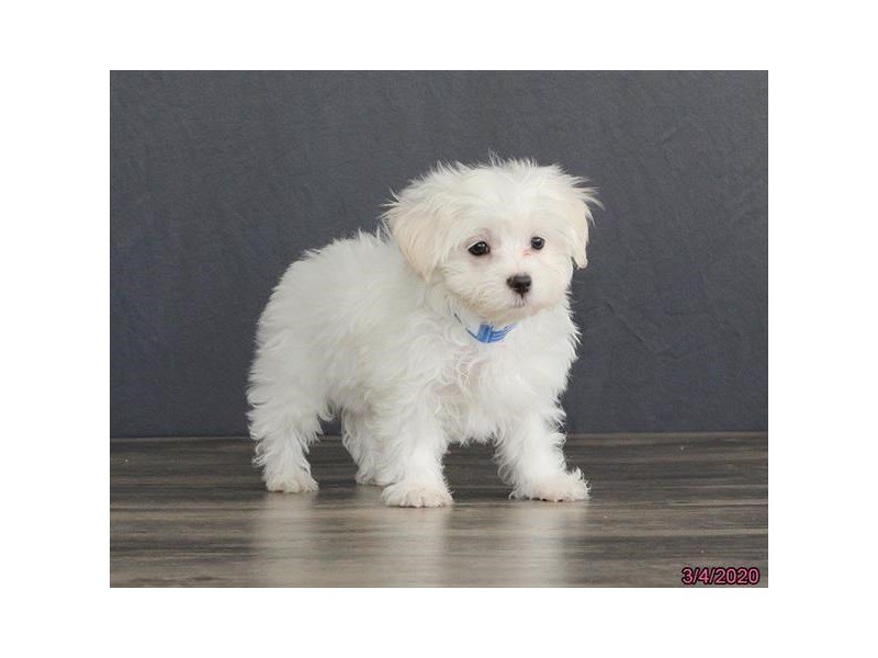 Maltese