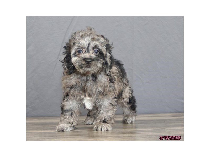 blue merle cockapoo for sale