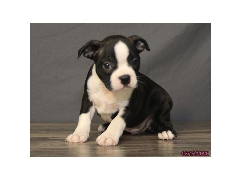 Boston Terrier
