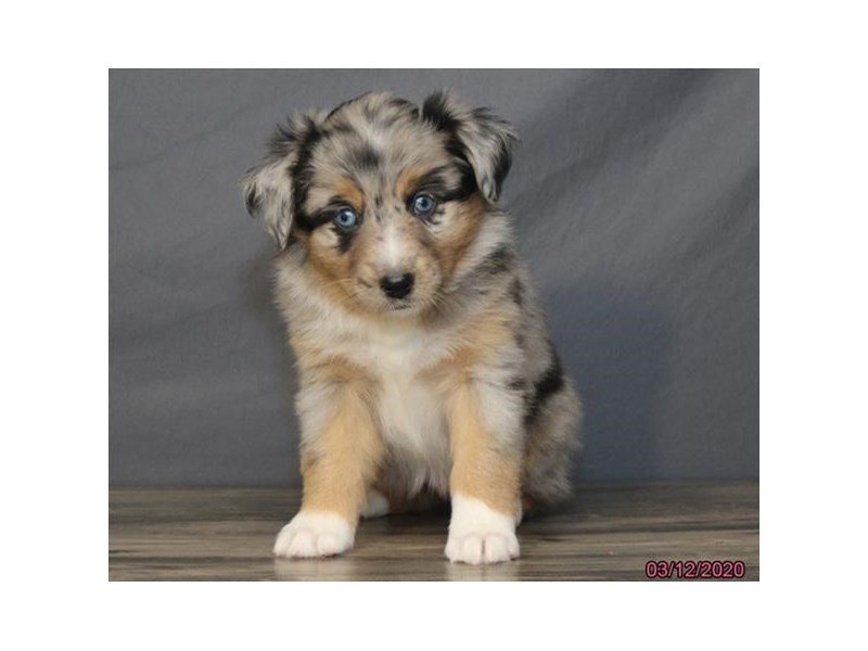 Australian ShepherdDOGFemaleBlue Merle2667701Petland Carriage Place