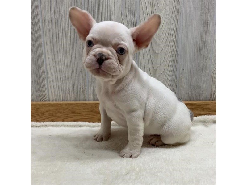 French BulldogDOGFemalePlatinum2667703Petland Carriage Place