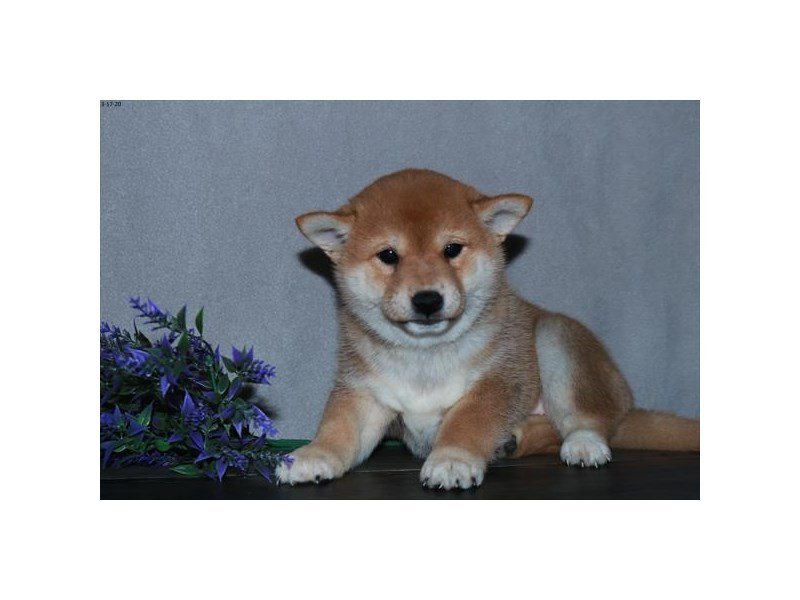 Shiba Inu