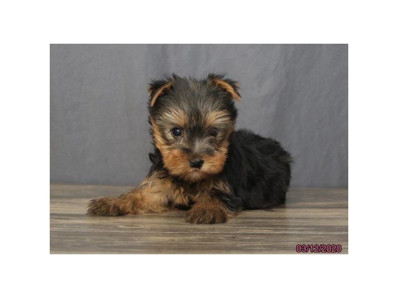 Yorkshire Terrier