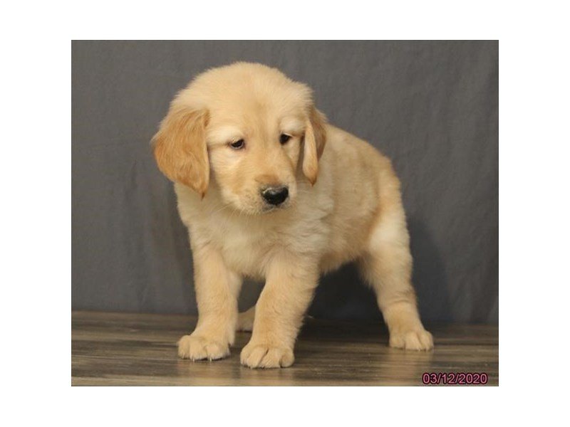 Golden Retriever