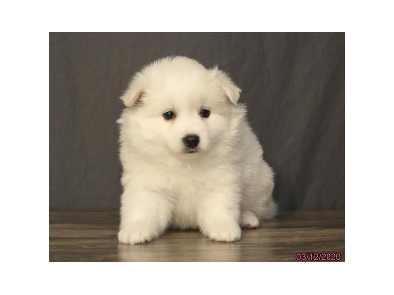 American Eskimo Dog