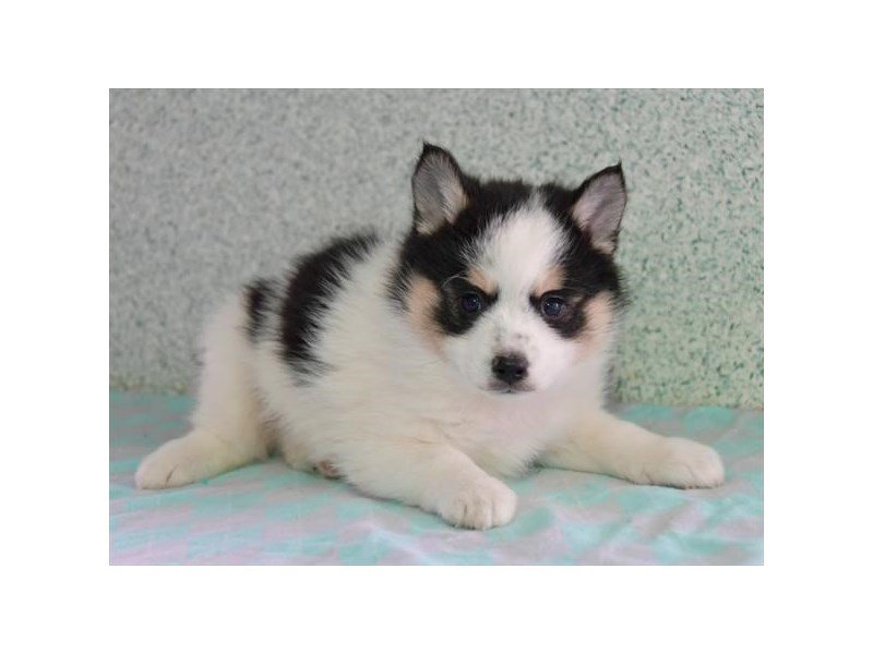 Pomsky