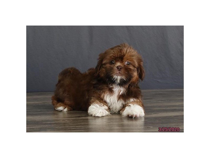 Shih Tzu