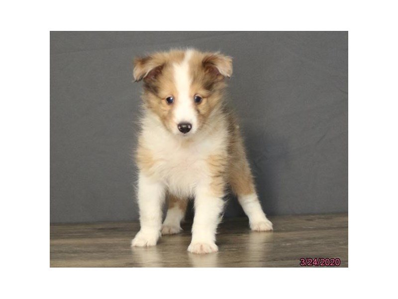 Shetland Sheepdog
