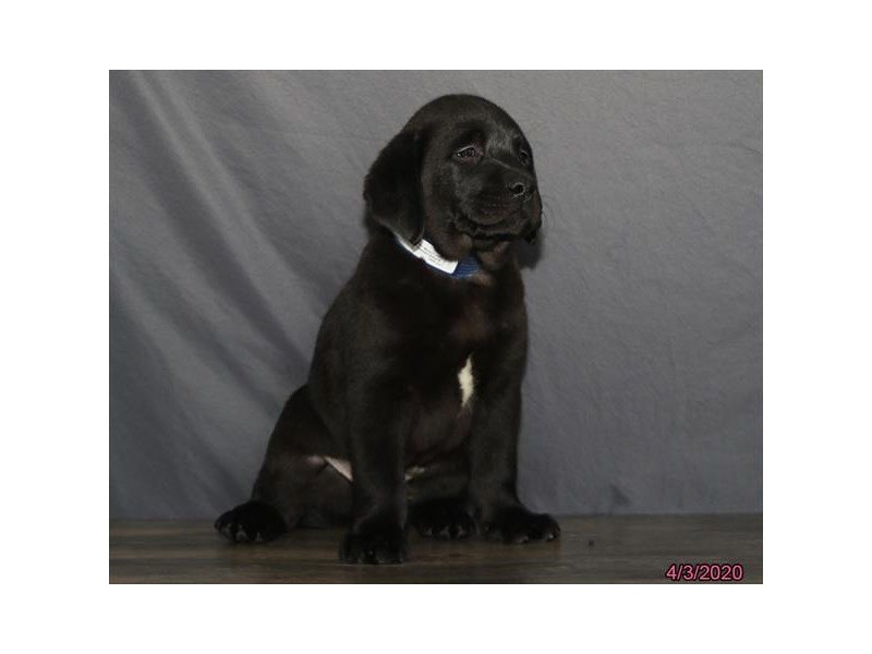 Labrador Retriever