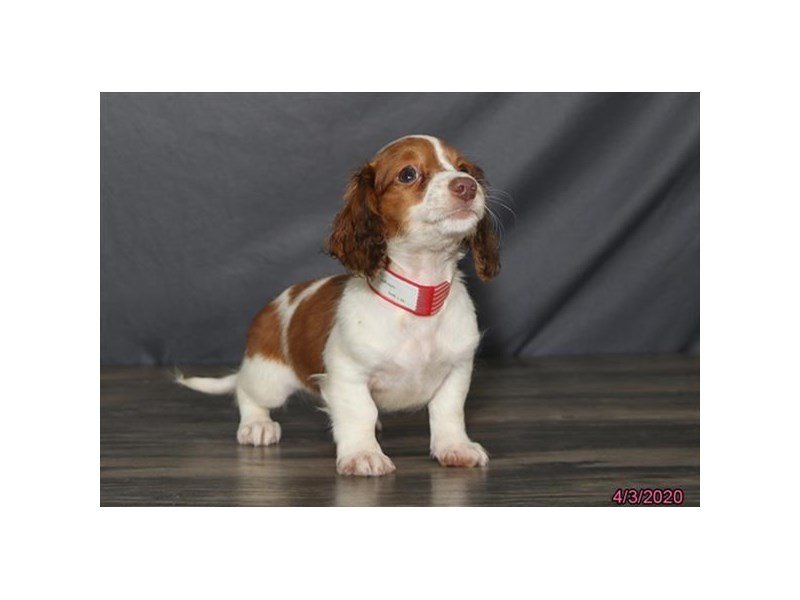 Dachshund