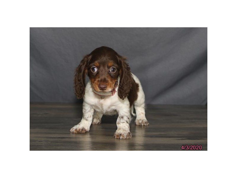 Dachshund