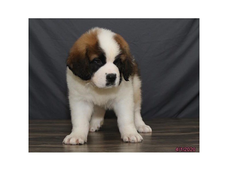 Saint BernardDOGMaleBrown / White2673802Petland Carriage Place