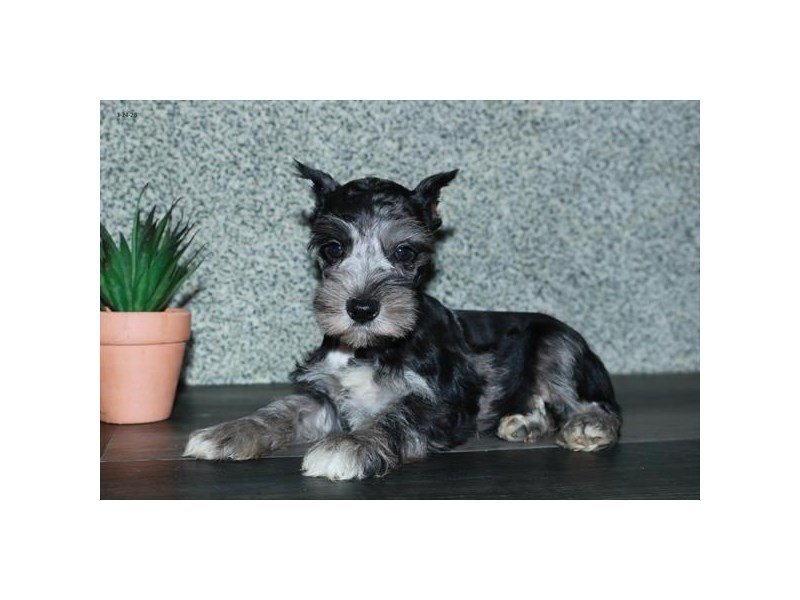 Miniature Schnauzer
