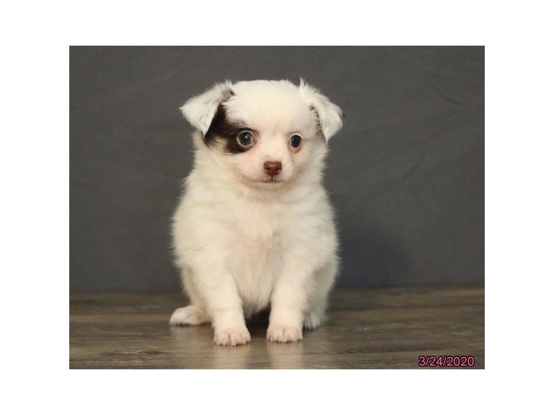 Chihuahua