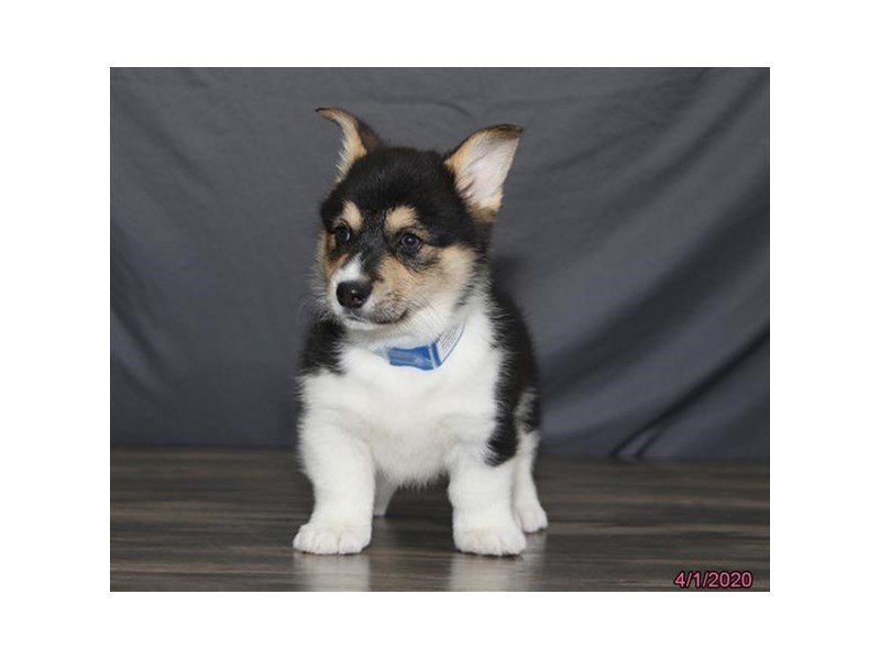 Pembroke Welsh Corgi