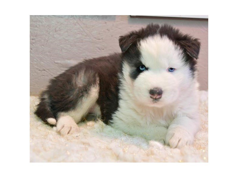 Siberian Husky