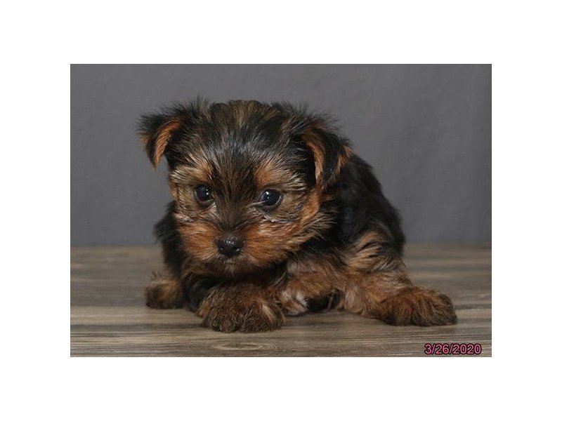 Yorkshire Terrier