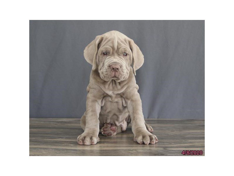 Neapolitan mastiffs for sales sale in ohio