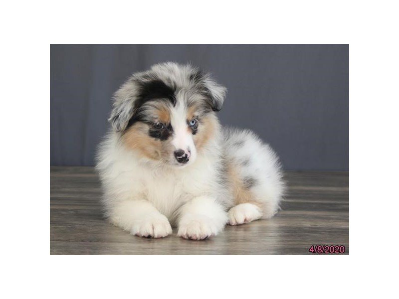 Miniature Australian Shepherd