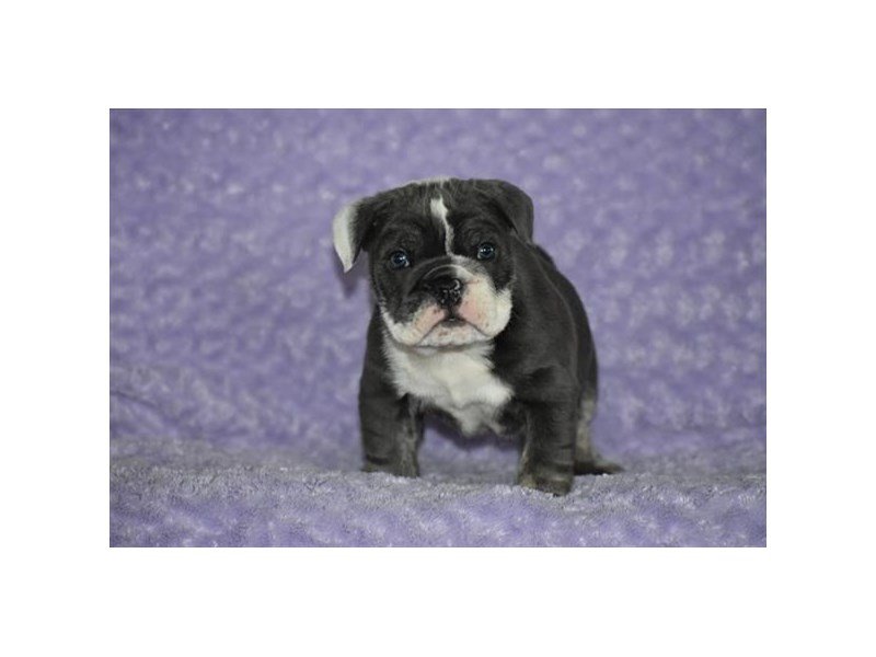 English Bulldog