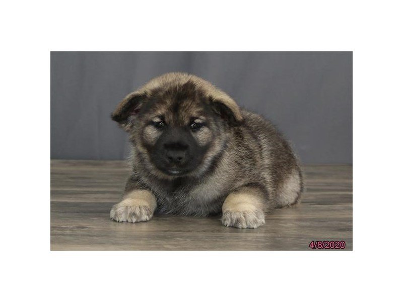 Norwegian Elkhound