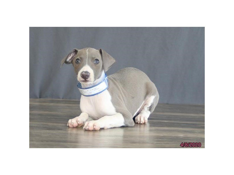 Italian Greyhound