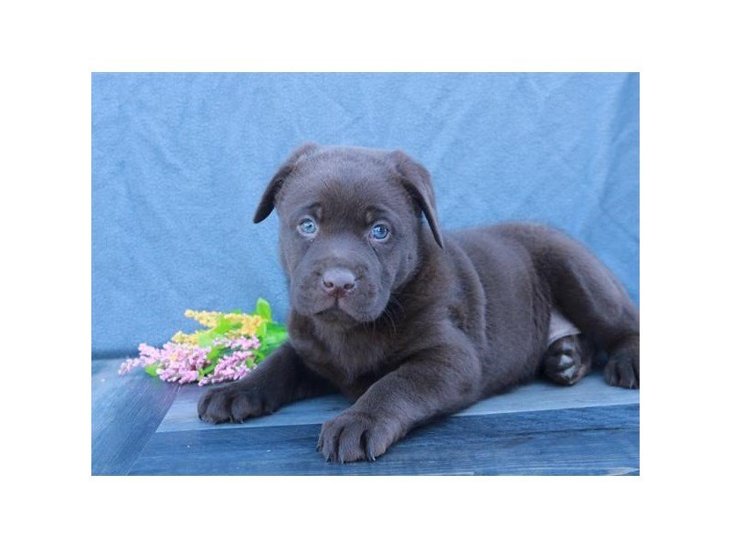 Labrador Retriever