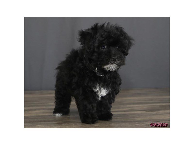 Poodle/Havanese