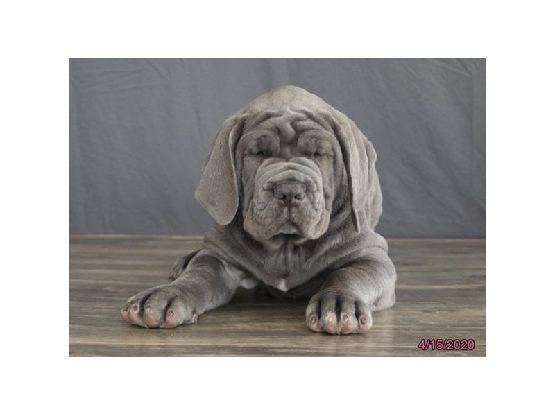 Neapolitan Mastiff