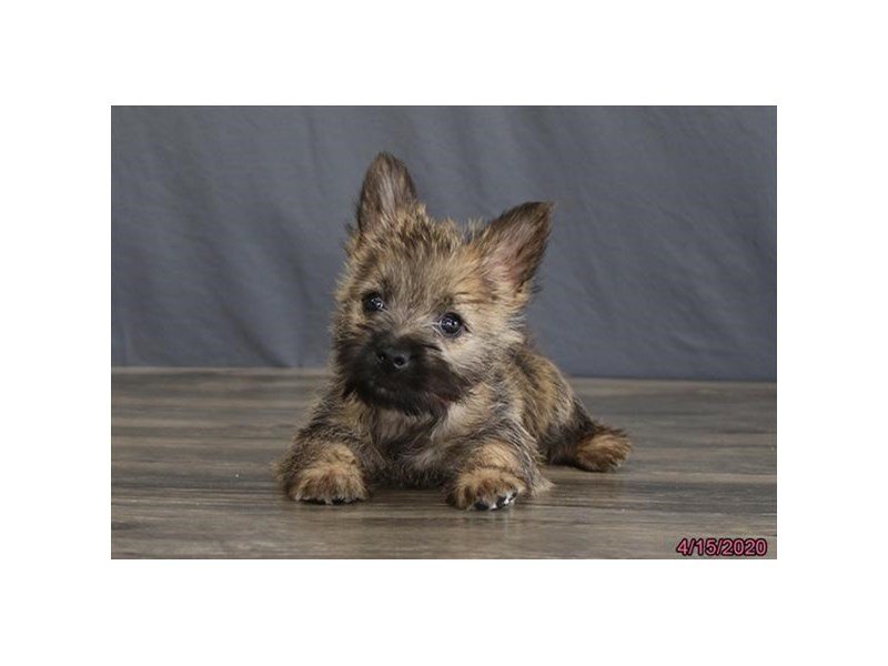Cairn Terrier