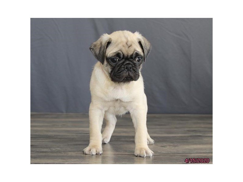 Pug