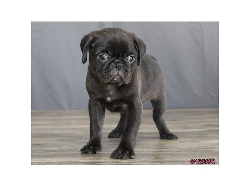 Pug