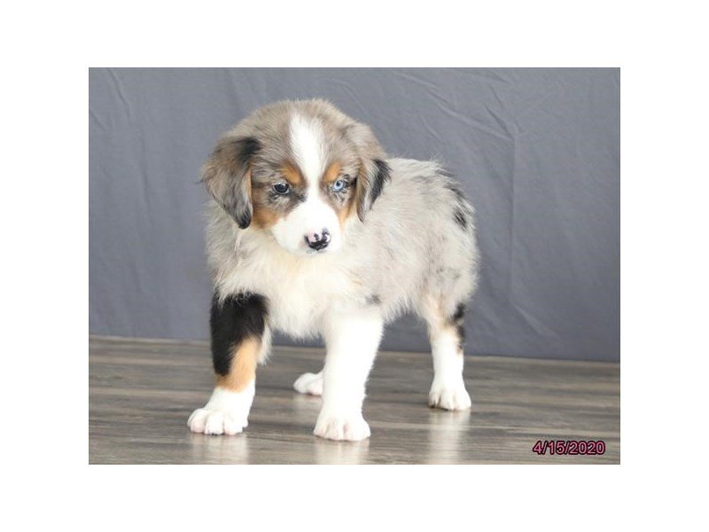 Australian Shepherd