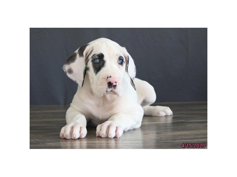 Great Dane