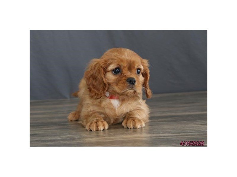 Cavalier King Charles Spaniel