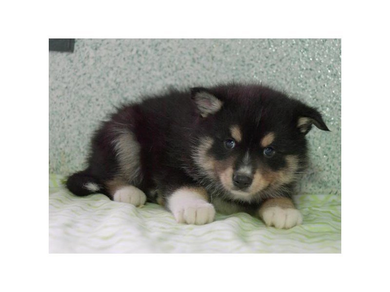 Pomsky