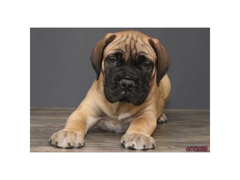 Bullmastiff